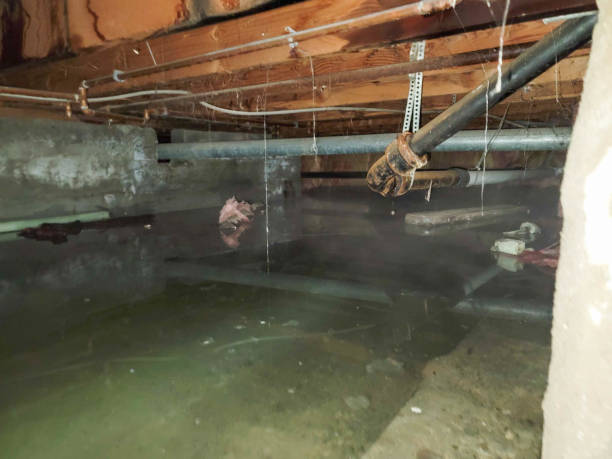 Best Water damage cleanup near me  in Elmendorf, TX