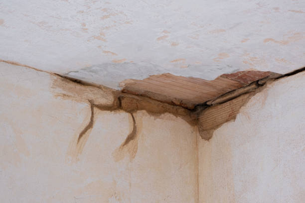 Best Professional water damage repair  in Elmendorf, TX