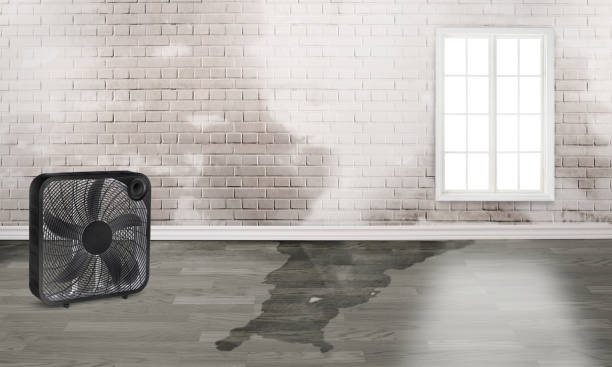 Best Flood damage cleanup  in Elmendorf, TX